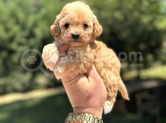Gerçek Malti̇poo Kivir Kivir Yavrumuz
