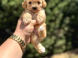 Di̇zayn Irk Orji̇nal Aşili Malti̇poo Bebekler