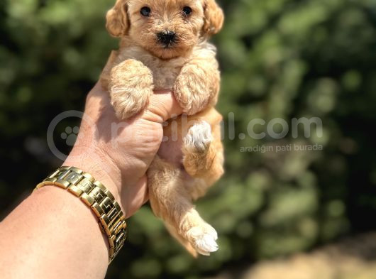 Di̇zayn Irk Orji̇nal Aşili Malti̇poo Bebekler görsel