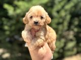 Di̇zayn Irk Orji̇nal Aşili Malti̇poo Bebekler