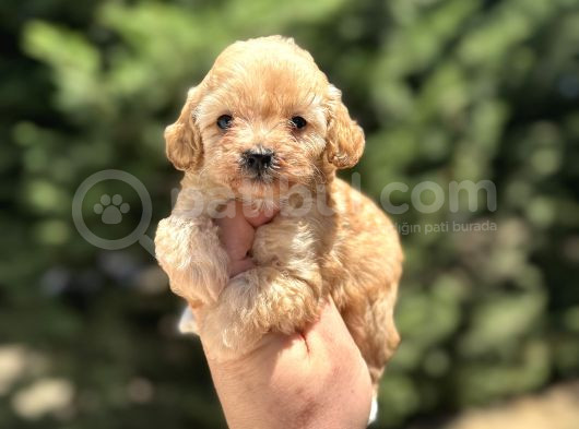 Di̇zayn Irk Orji̇nal Aşili Malti̇poo Bebekler görsel