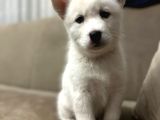 Si̇bi̇rya Kurdu Husky Yavrularimiz Mevcut