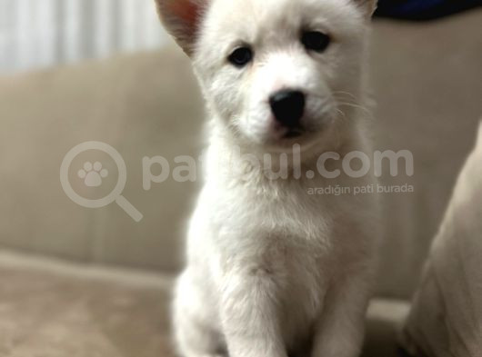 Si̇bi̇rya Kurdu Husky Yavrularimiz Mevcut görsel