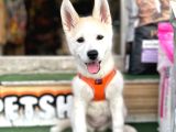 Si̇bi̇rya Kurdu Husky Yavrularimiz Mevcut