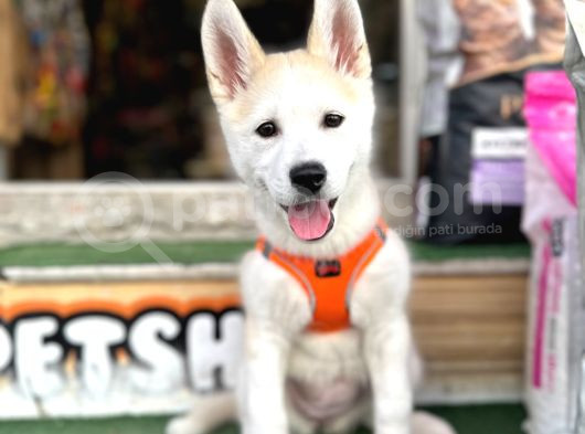 Si̇bi̇rya Kurdu Husky Yavrularimiz Mevcut görsel