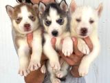 Si̇bi̇rya Kurdu Husky Yavrularimiz Mevcut