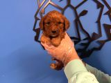 Red Browne Malti̇poo Yavrulari