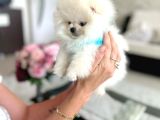 Mi̇ni̇ Boy Pomerani̇an Boo