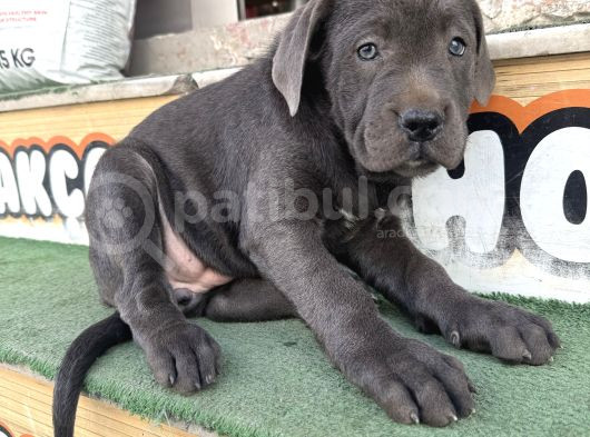 İtalyan Masti̇ff Cane Corso Yavrularimiz görsel