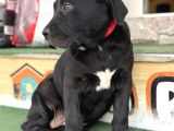 İtalyan Masti̇ff Cane Corso Yavrularimiz