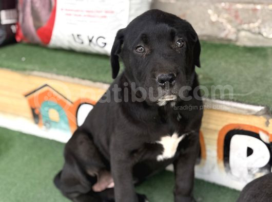 İtalyan Masti̇ff Cane Corso Yavrularimiz görsel