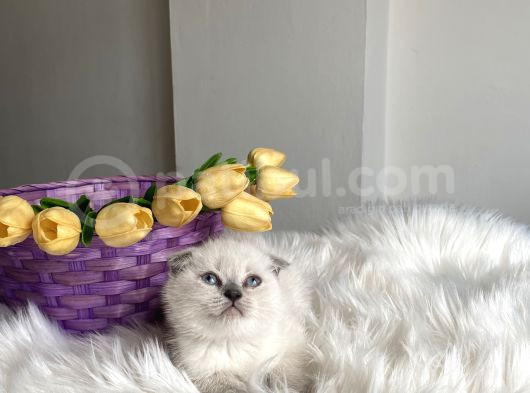 Sağlıklı Oyuncu Ev Ortamından görsel