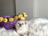 Sağlıklı Oyuncu Ev Ortamından