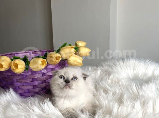Sağlıklı Oyuncu Ev Ortamından görsel
