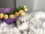 Sağlıklı Oyuncu Ev Ortamından