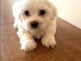 Mini Boy Maltese Terrier