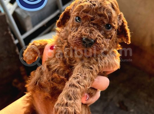 Gerçek Kore Dark Brown görsel