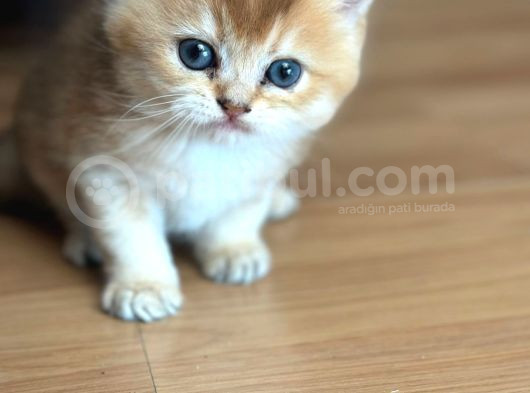 Safkan Çok Güzel Yavrularım görsel