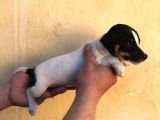 Firtina Jack Russel Bebekler