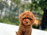 Toy Poodle Bebekler