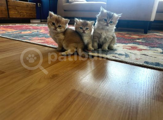 Safkan Çok Güzel Yavrularım görsel