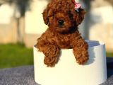 Toy Poodle Bebekler