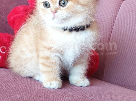 Evimin Yakışıklısı görsel
