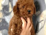 Her Renk Aşılı Poodle Bebekler
