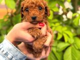 Peluş Görünüm Sağlık Ve Irk Garantili Toy Poodle Yavrularım