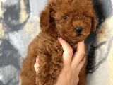Her Renk Aşılı Poodle Bebekler