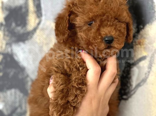 Her Renk Aşılı Poodle Bebekler görsel