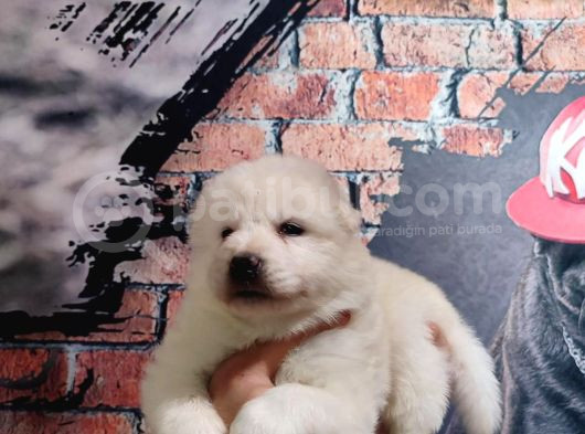 Samoyed Bebekler Için Acele Edin görsel