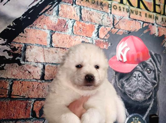 Samoyed Bebekler Için Acele Edin görsel