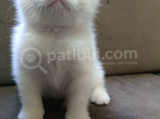 Oyuncu British Shorthairler görsel