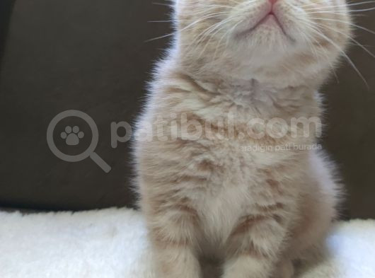 Oyuncu British Shorthairler görsel