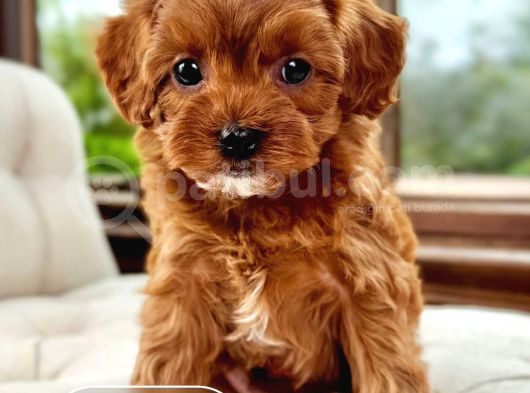 Korean Maltipoo 1 Kg görsel