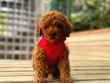 Poodle Irk Ve Sağlik Garanti̇li̇