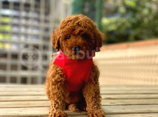 Poodle Irk Ve Sağlik Garanti̇li̇ görsel