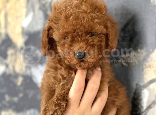 Her renk aşılı poodle bebekler