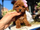 Poodle Orji̇nal Safkan Irk Ve Sağlik Garanti̇li̇ Bebekler