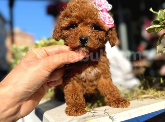 Poodle Orji̇nal Safkan Irk Ve Sağlik Garanti̇li̇ Bebekler görsel