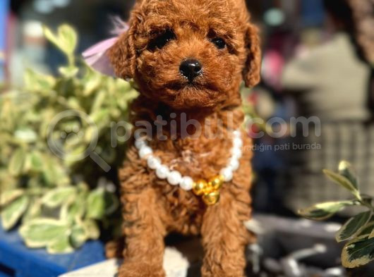 Poodle Orji̇nal Safkan Irk Ve Sağlik Garanti̇li̇ Bebekler görsel