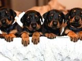 Doberman Yavrulari Türki̇ye Geneli̇ Gönderi̇m