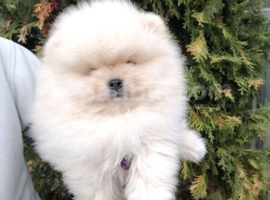 Teddy Bear Boo Yavrular Taksitle Heryere Gönderilir görsel