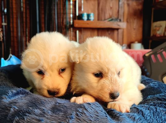 Bembeyaz Güzellik Safkan Samoyed Yavrusu görsel