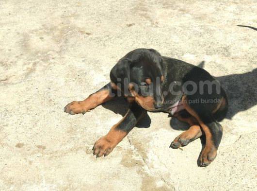 Doberman Yavrulari Türki̇ye Geneli̇ Gönderi̇m görsel