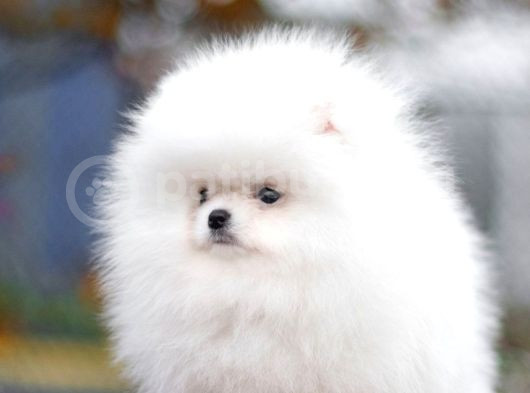 Teddy Bear Boo Yavrular Taksitle Heryere Gönderilir görsel