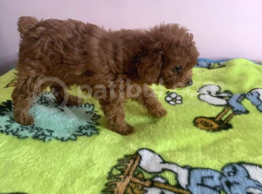 Irk Garantili Toy Poodle Yavrular görsel