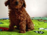 Irk Garantili Toy Poodle Yavrular