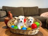 Ev Doğumu Maltese Bebegimiz